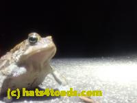 /home//u458753944/public_html/sourcegallery///Roxborough Toad Detour/2026/2026-04-01/P4011609.JPG